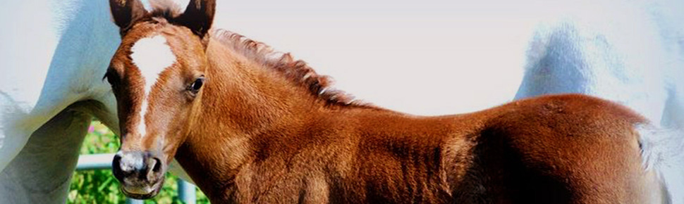 Placeholder (Foal Photo)